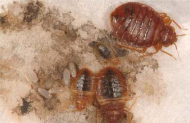 greenwood bed bugs control