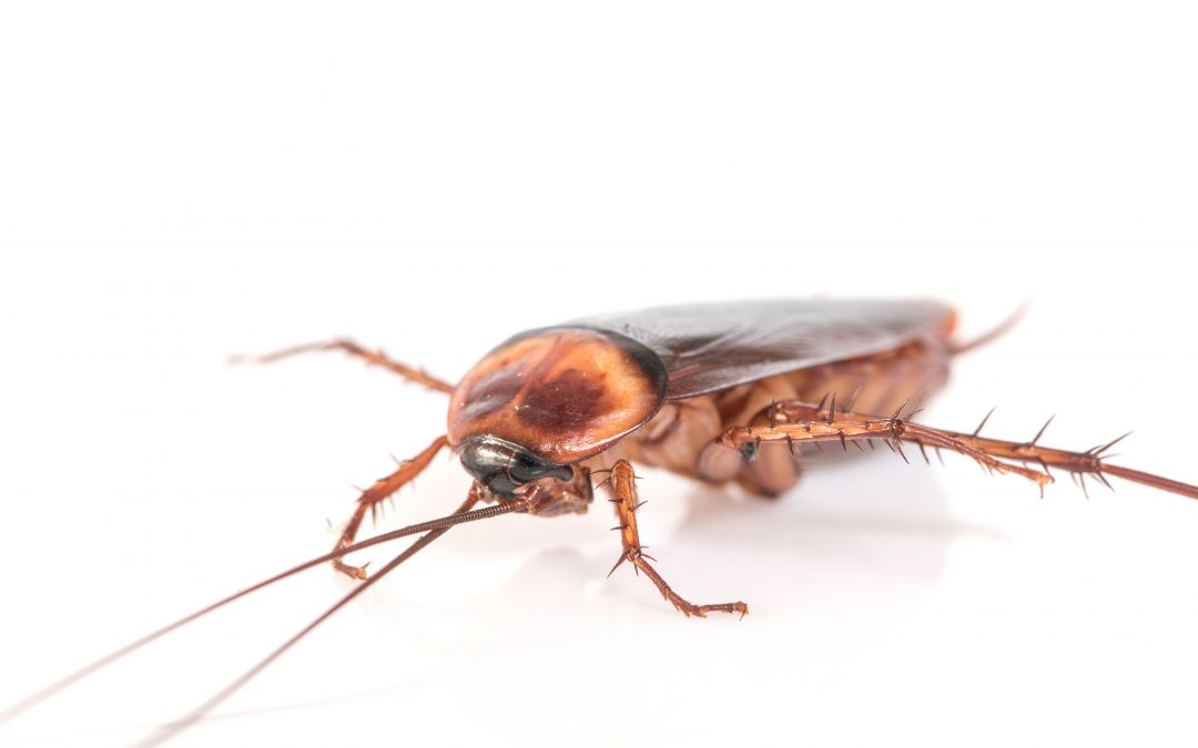 Greenwood Cockroach Removal
