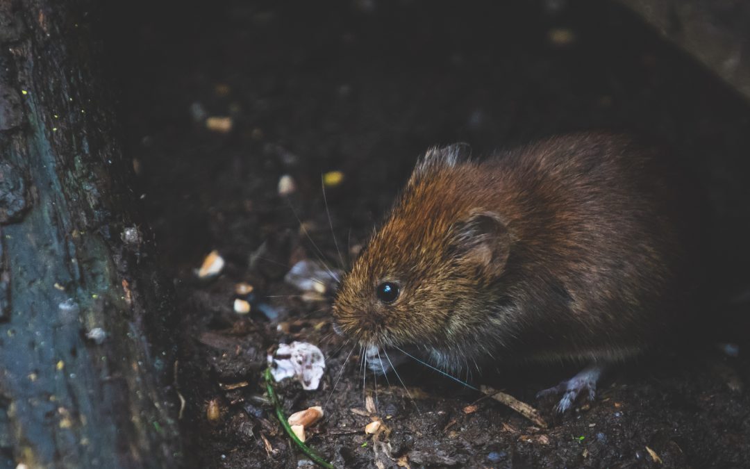 Greenwood Rodent Removal