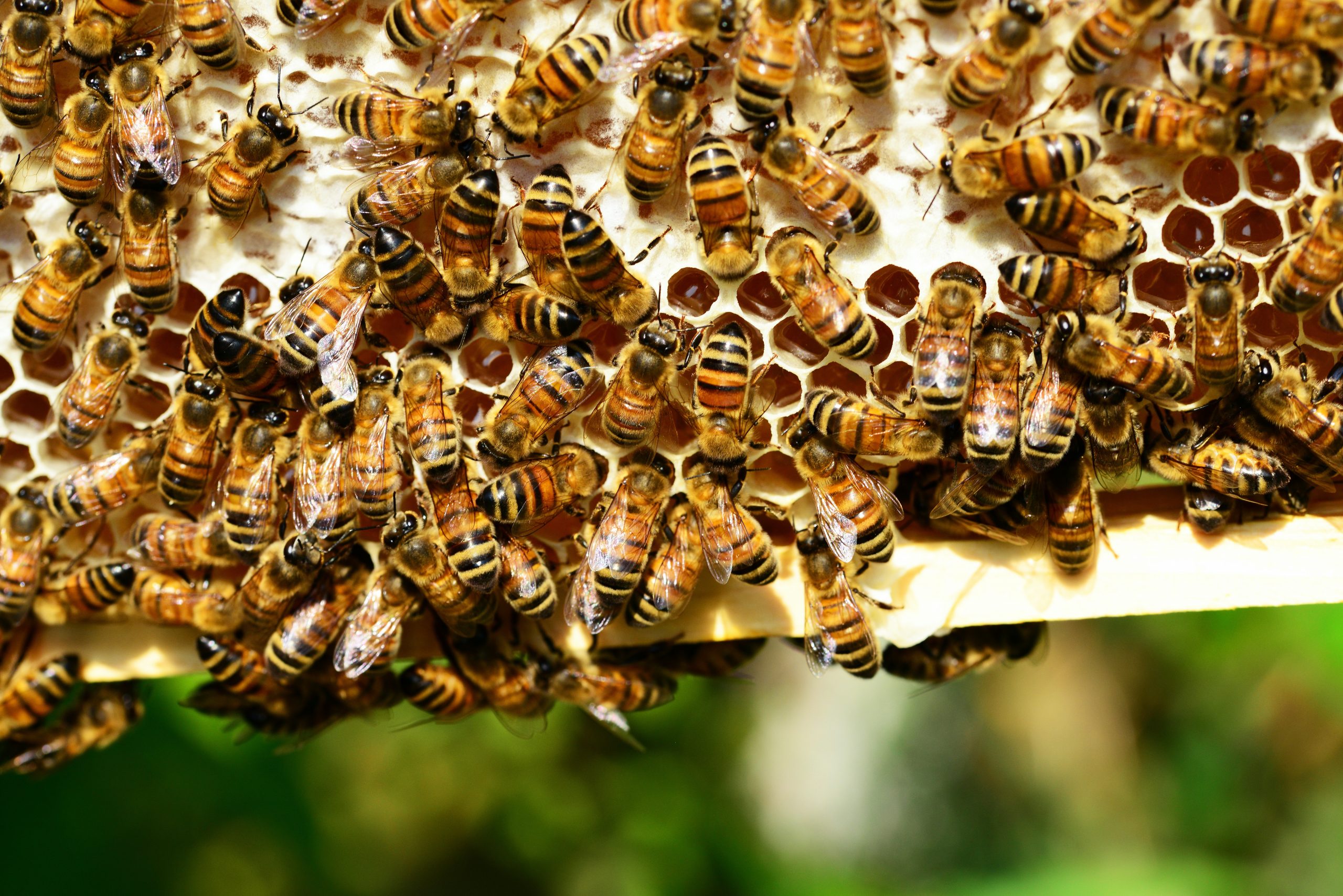 bees in hive bees in hive