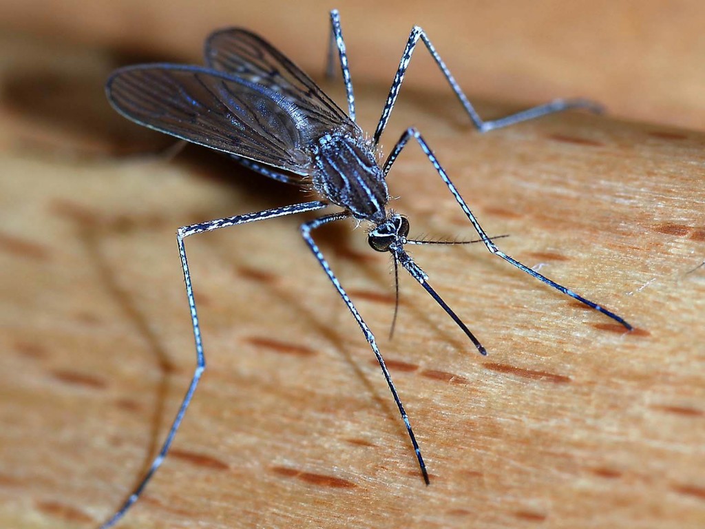 greenwood mosquito control