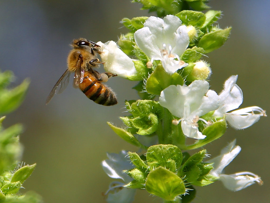 greenwood bee control