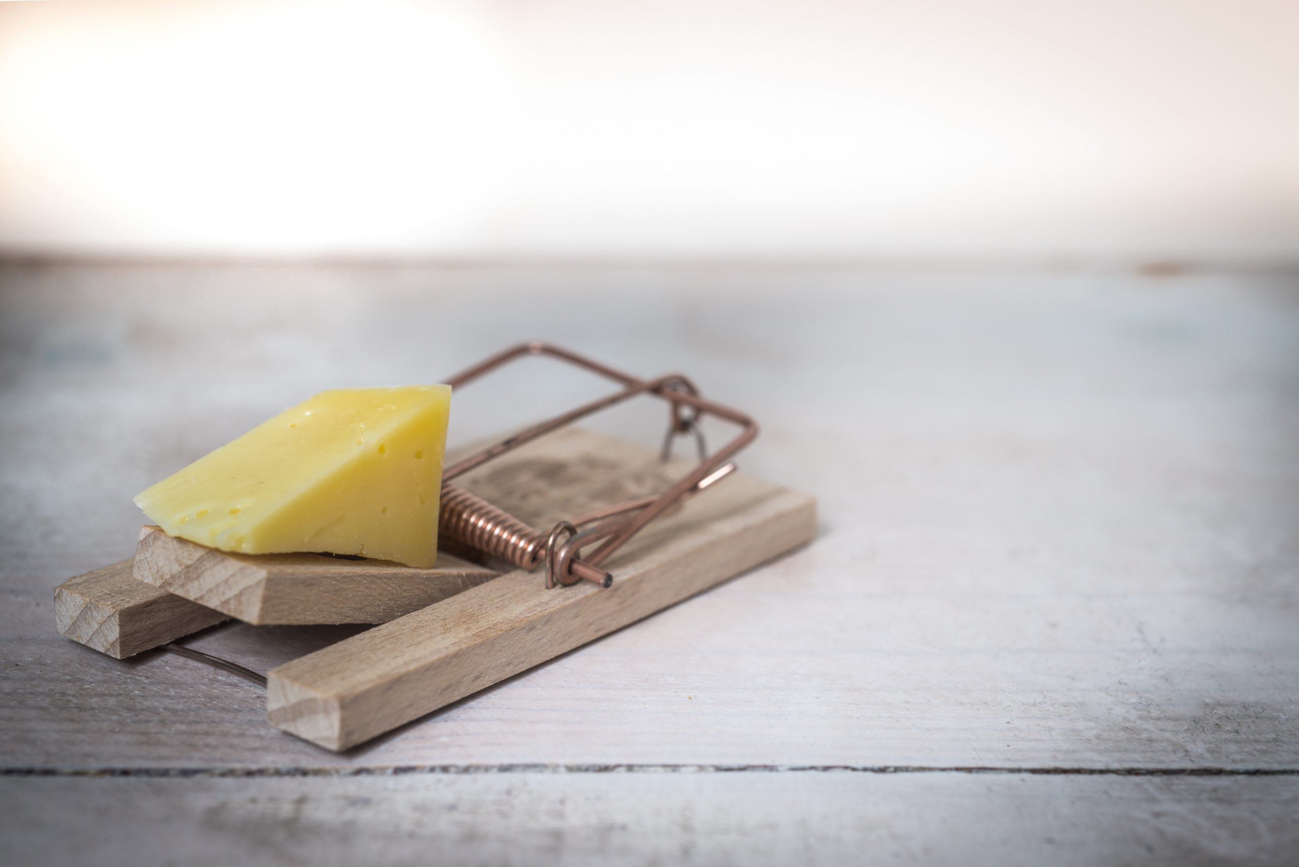 mouse trap with cheese mouse trap